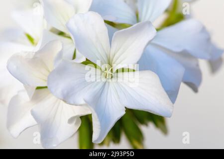 close-up of geranium flower (Pelargonium L`Herit) Stock Photo